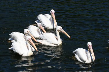 Nehir üzerindeki pelikanlar (Pelecanus onocrotalus)