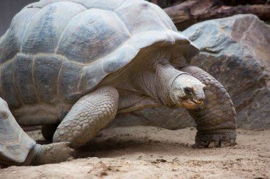 Dev kaplumbağanın yakın görüntüsü