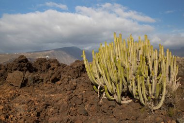 Kaktüs bitkileriyle volkanik vadi manzarası