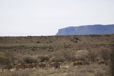 Büyük Kudu, yayılım gösterir: strepsiceros