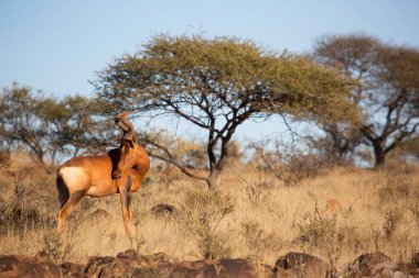 Yaygın tsessebe veya sassaby, Damaliscus lunatus, alt türler lunatus, kuru çayırlarda otlayan