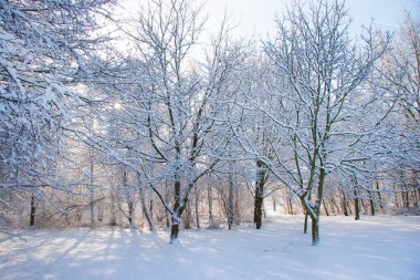 Donmuş orman ağaçlarıyla güzel bir manzara. 