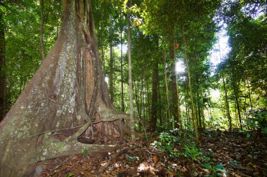Ormandaki yemyeşil yemyeşil