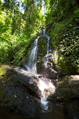 Ormanda güzel bir şelale 