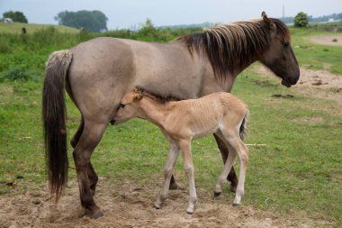 Nehir kıyısında başıboş gezen vahşi Konik atları ve hendekler, kısraklı kısrağın annesi