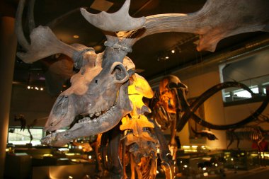 Leiden, Hollanda 'daki Naturalis Biyolojik Çeşitlilik Merkezi' nin içi