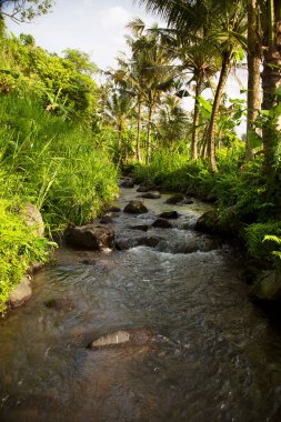 Yeşil orman sahnesinde akan kayalık nehir