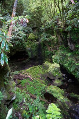Ormanın güzel manzarası