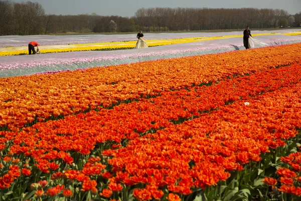 Bellissimi Tulipani Nel Campo — Foto Stock