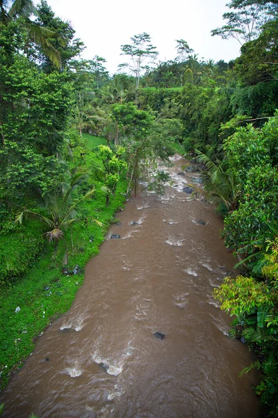 Felsiger Fluss Fließt Grünen Dschungel — Stockfoto