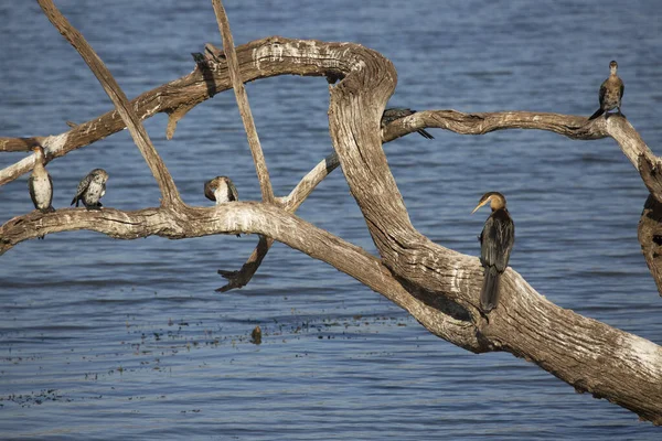 Ein Vogel Sitzt Auf Dem Baum — Stockfoto