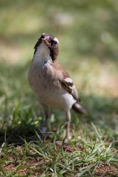 Primer Plano Pájaro — Foto de Stock