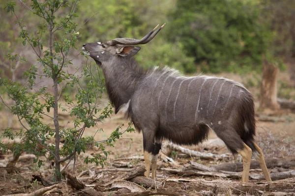 Vista Dell Antilope Selvatica Nella Savana — Foto Stock