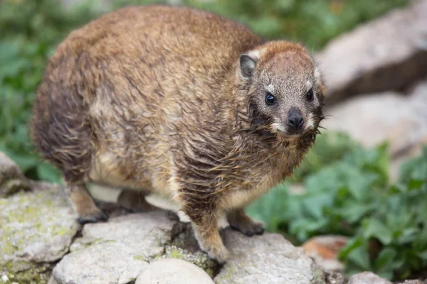 Primer Plano Lindo Quokka Hábitat Natural —  Fotos de Stock