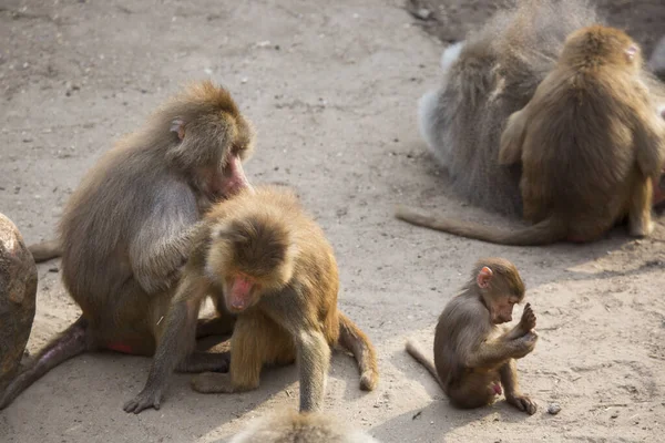 Hamadryas babun ailesi, papio hamedryas, birlikte oturup birbirlerini tımar ediyorlar.