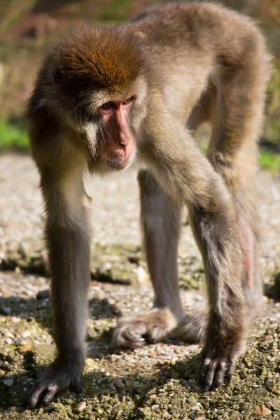 Macaque Japonais Macaca Fuscata Aspect Arround — Photo