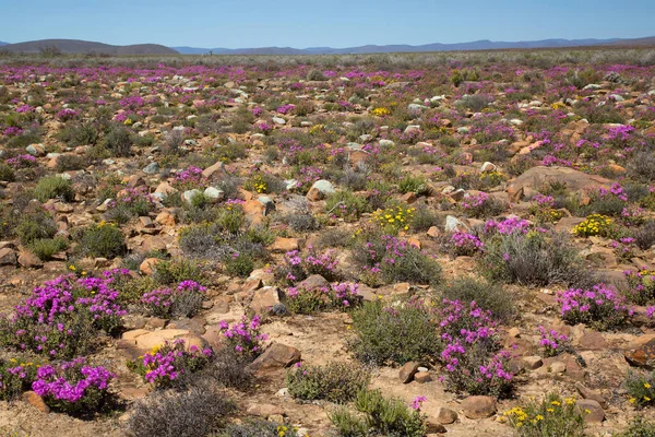 Çayırda açan güzel çiçekler