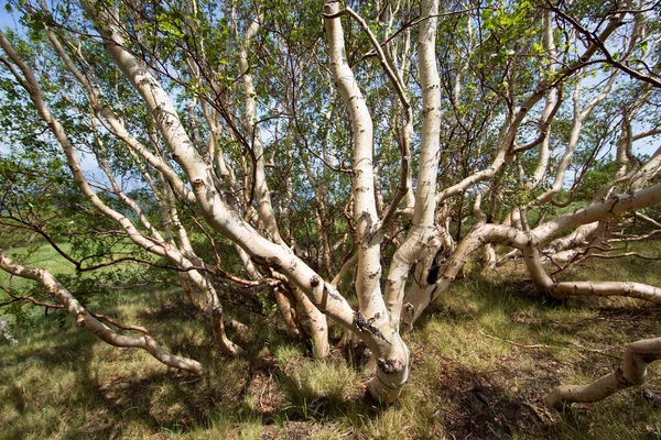Dağlarda çekilen güzel orman yeşilliği
