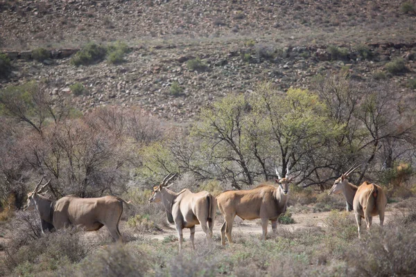 Büyük Kudu, yayılım gösterir: strepsiceros