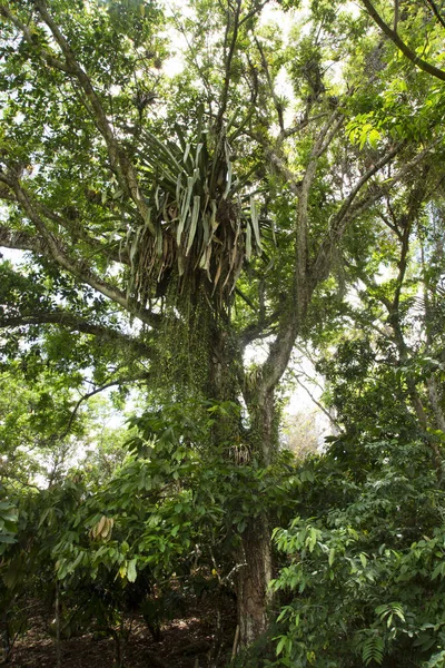 Hermoso Plano Botánico Vegetación Tropical —  Fotos de Stock
