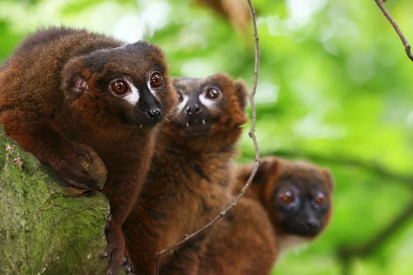 Kırmızı karınlı Lemur (Eulemur rubriventer)