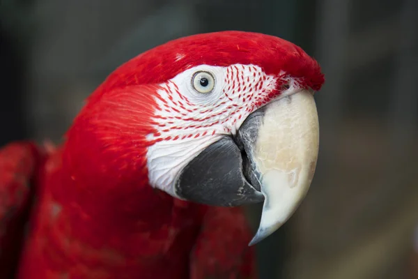 Scarlet Macaws Ara Makaó Madár Ágon — Stock Fotó