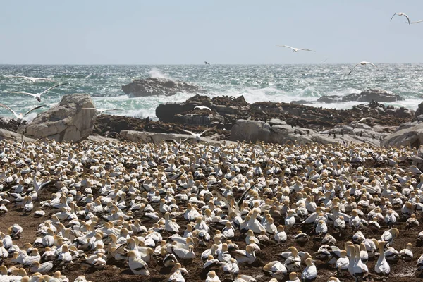 Flock Sjöfåglar Naturliga Livsmiljöer Vid Stranden — Stockfoto