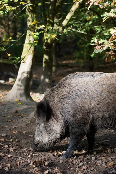 Wildschweine Oder Schweine Sus Scrofa Auf Der Suche Nach Nahrung — Stockfoto