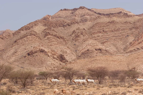 Palamut boynuzlu antilop sürüsü, Oryx dammah, Sahra Çölü 'ndeki korkunç önlüklerin arasında yürüyorlar.