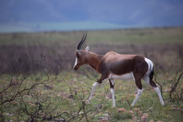 Een Groep Antilopen Natuur Nationaal Park — Stockfoto