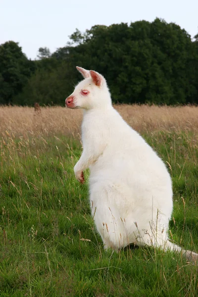 Blick Auf Känguru Tiere Auf Der Wiese — Stockfoto