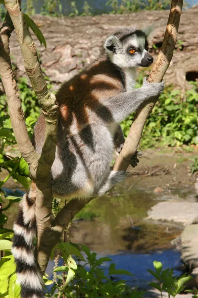 Gyűrűsfarkú Maki Lemur Catta — Stock Fotó