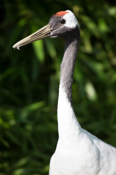 Beyaz Bir Pelikana Yaklaş — Stok fotoğraf