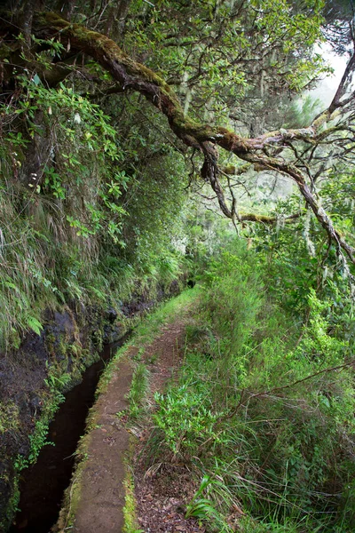 Dağlardaki yeşil orman