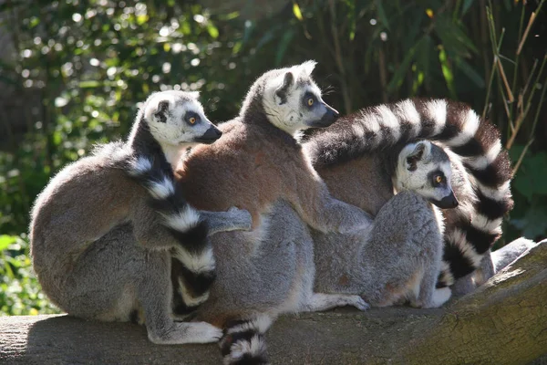 Lémurien Mignon Dans Zoo — Photo