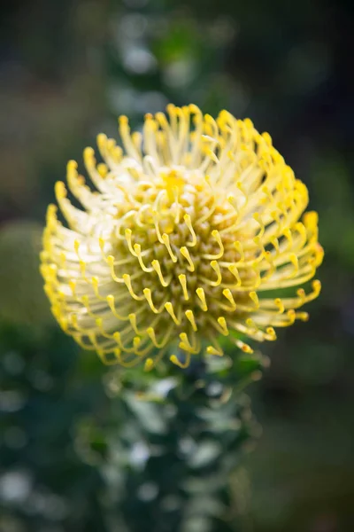 Closeup Flowering Pincushion Protea — Stock Photo, Image