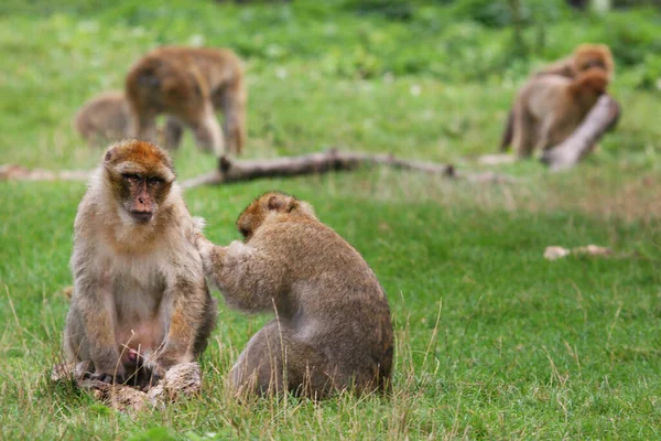 Vahşi ortamda şirin maymunlar