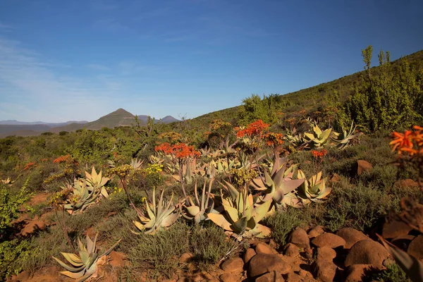 Gün batımı geniş dağ manzarasında aşınmış kayalar çiçek açan lezzetli önlüklerle kaplıdır.