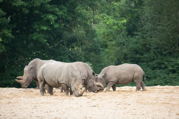 Vue Des Rhinocéros Dans Savane Afrique — Photo