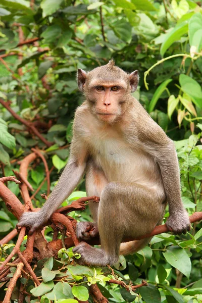 Apa Djungeln — Stockfoto