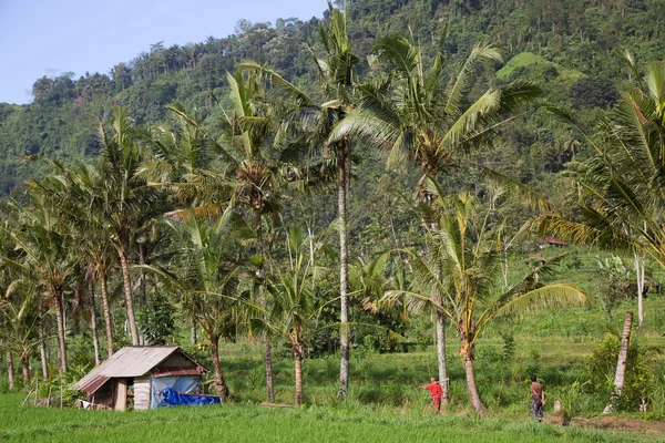 Blick Auf Die Reisfelder Den Thailändischen Bergen — Stockfoto