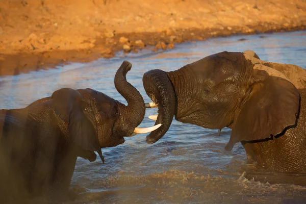 Африканские Саванны Принимающие Ванну Играющие Опрыскивающие Себя Водой Грязью — стоковое фото