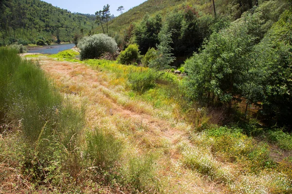 güzel yemyeşil dağ manzarası 