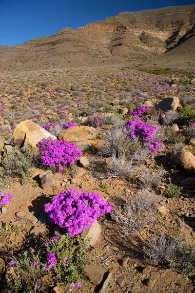 Arkasında dağlar olan güzel bir manzara.