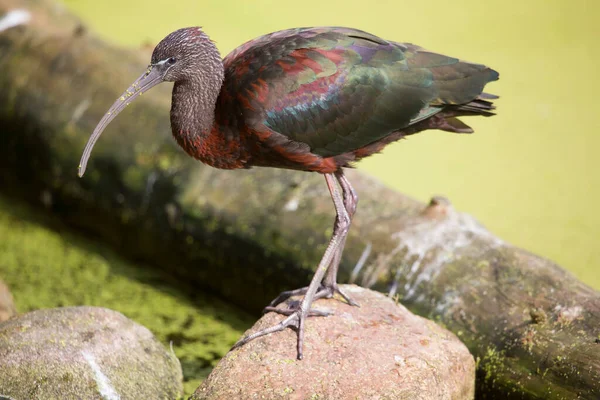 光沢のあるイビス プレガディス ファルシネルス 水辺や海岸付近の食料を探し — ストック写真