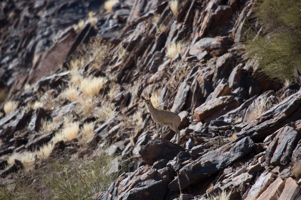 Klipspringer, Oreotragus oreotragus, Karoo dağlarının tepesinde yürüyor ve zıplıyor.
