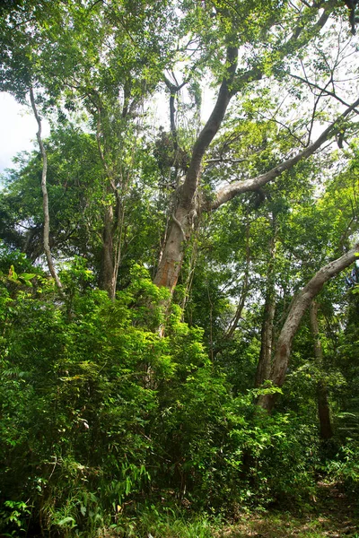 Hermoso Bosque Tropical Vegetación Selva —  Fotos de Stock