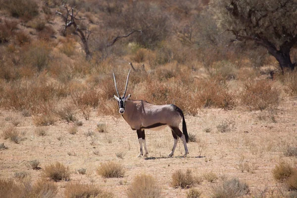 Gemsbok sürüsü ya da Güney Afrika antilobu, Afrika antilobu ceylanı Kalahari çölündeki kuru otların arasında yürüyor ve otluyor.