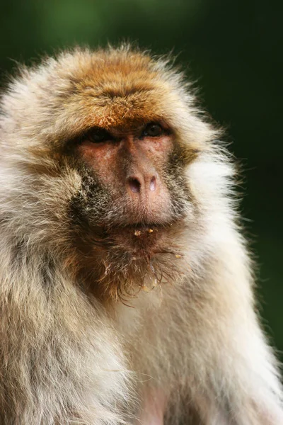 Vahşi ortamda şirin maymunlar