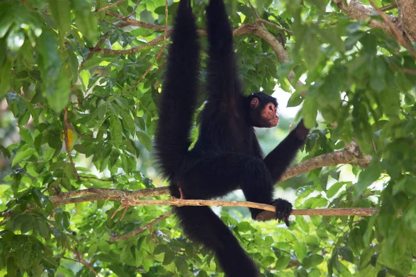 Macaco Selva Habitat Natural — Fotografia de Stock